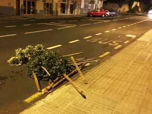 Foto desperfectos árboles Plaza Garachico